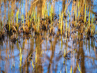 Marsh with plants,  Grass Reflections in Calm Water
