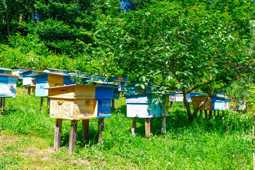 Apiary  in the foothills of the Caucasus
