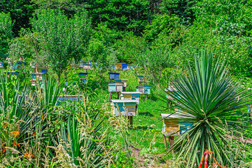 Apiary  in the foothills of the Caucasus