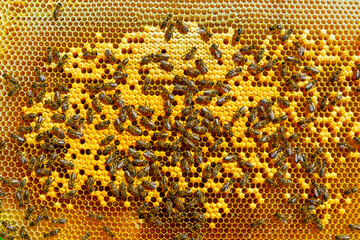 working bees on honey cells
