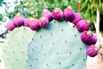 Bunch of purple prickly pears on the plant