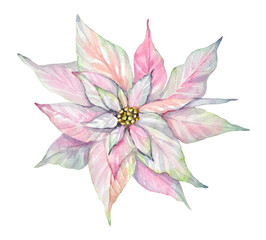 Watercolor hand-painted illustration of a pastel pink poinsettia on a transparent background. Winter flower illustration.