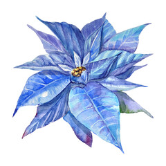 Watercolor hand-painted illustration of a blue poinsettia on a transparent background. Winter flower illustration.