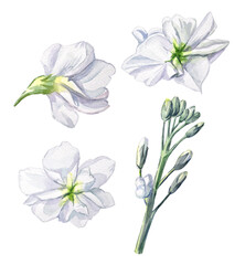 Watercolor hand-painted illustrations of white matthiola flowers on a white background. White flower illustrations.