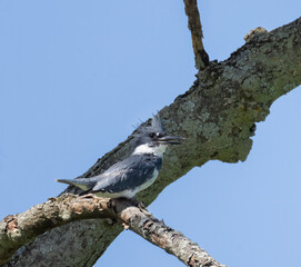 Belted Kingfisher bird in a tree in profile view  with blue sky above in Ontario