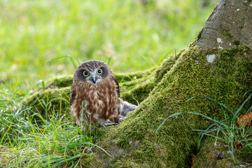 Morepork Owl (Ninox novaeseelandiae) - Native to New Zealand and Australia