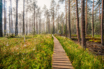 A wooden walking misty path in Bor na Czerwonem nature reserve in Nowy Targ in Poland