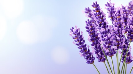 Fototapeta premium Purple Lavender Flowers Bouquet Soft Light Background