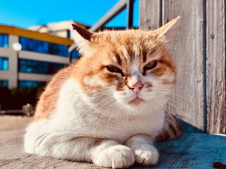 a portrait of red cat