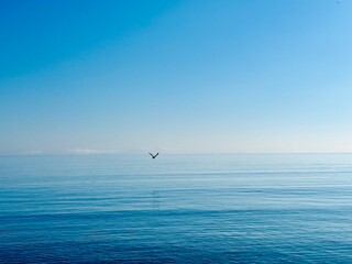 seagull on the sea