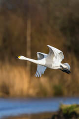 Tundra Swan, Bewick's Swan, Cygnus columbianus in flight at winter in Slimbridge, England