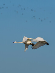 Tundra Swan, Bewick's Swan, Cygnus columbianus in flight at winter in Slimbridge, England