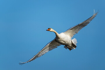 Mute Swan,  Cygnus olor, bird in flight over winter marshes