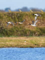 Fototapeta premium Northern Pintail, Anas acuta, birds in flight over winter marshes