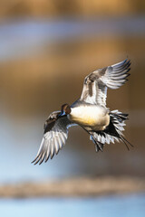 Northern Pintail, Anas acuta, male in flight over winter marshes