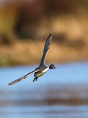 Northern Pintail, Anas acuta, male in flight over winter marshes