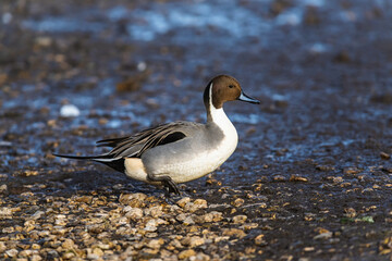 Northern Pintail, Anas acuta, male on winter marshes
