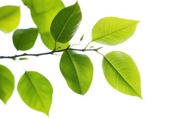 A close-up of a tree branch with green leaves against a clear blue sky