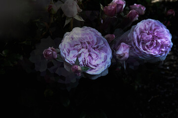 DIGITAL ART ROSE GARDEN SUMMERTIME Background art 