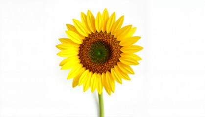 Obraz premium Sunflower on white background for greeting card with copy space