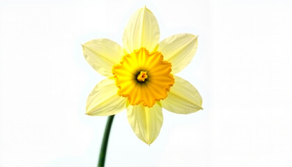 Fototapeta premium Daffodil on white background for greeting card with copy space