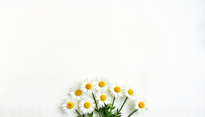 Fototapeta premium Daisies on white background for greeting card with copy space