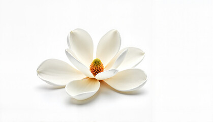 Obraz premium White magnolia flower on white background for greeting card with copy space