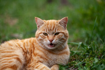 A close-up of an orange tabby cat with expressive eyes and distinct striped fur, lying on green grass in an outdoor setting, captured mid-meow for a dynamic and natural appearance.