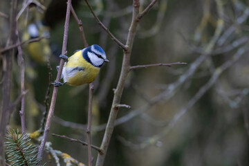  Wildlife shot of Eurasian blue tit (Cyanistes caeruleus) on branch.