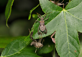 Leaf-footed bug Coreidae insect molting on leaves nature pest control.