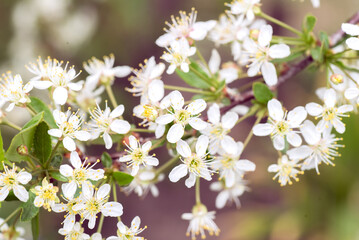Flowering apple tree in a spring garden. Close-up of white flowers of blossoming apple tree.