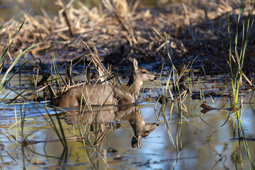 Very young black-tailed deer wading, seen in the wild in a North California marsh