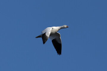 Obraz premium Snow goose flying in beautiful light, , seen in the wild in a North California marsh