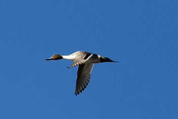 Male Northern pintail flying,  seen in a North California marsh