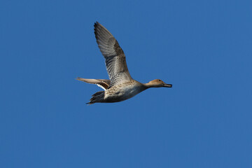Female Northern pintail flying,  seen in a North California marsh