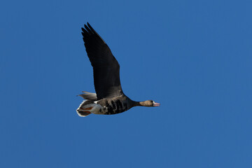 Male Greater White-fronted Goose flying, seen in the wild in a North California marsh