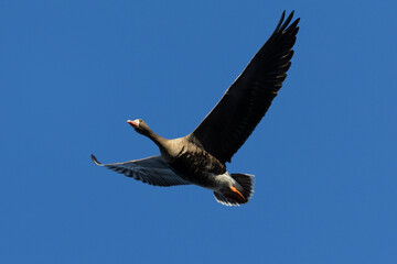 Male Greater White-fronted Goose flying, seen in the wild in a North California marsh
