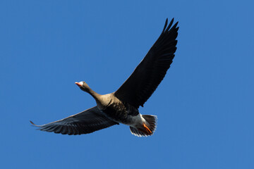 Male Greater White-fronted Goose flying, seen in the wild in a North California marsh