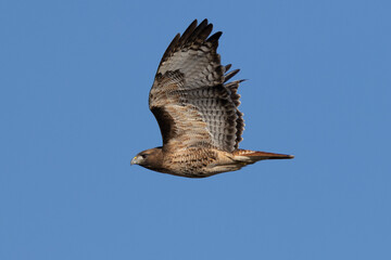 Extremely close view of a red-tailed hawk flying, seen in the wild in  North California