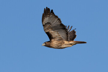 Extremely close view of a red-tailed hawk flying, seen in the wild in  North California