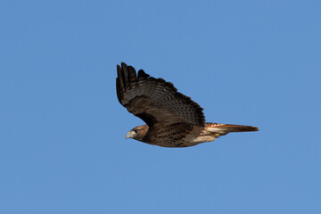 Extremely close view of a red-tailed hawk flying, seen in the wild in  North California