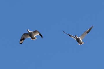 Snow geese approaching in beautiful light, , seen in the wild in a North California marsh