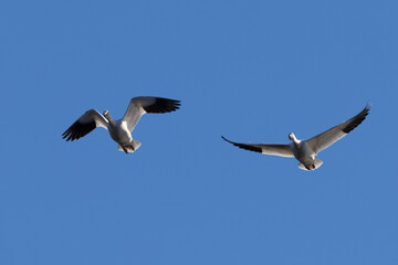 Obraz premium Snow geese approaching in beautiful light, , seen in the wild in a North California marsh