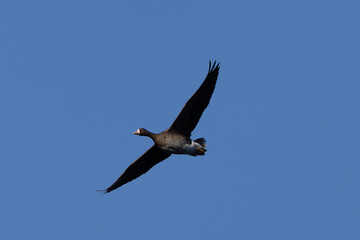 Obraz premium Male Greater White-fronted Goose flying, seen in the wild in a North California marsh
