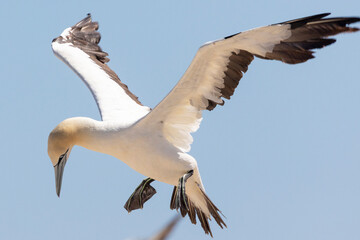 Endangered Cape Gannet (Morus capensis) in flight landing at breeding colony, Bird Island, Lamberts Bay, South Africa