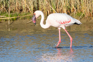 Endangered Lesser Flamingo (Phoeniconaias minor) wading  at sunset, Velddrif, Berg River Estuary, West Coast, South Africa. 