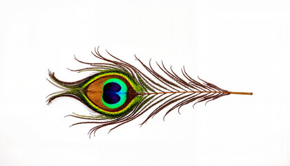 Obraz premium Vibrant peacock feather showcasing eye-spot, natural beauty