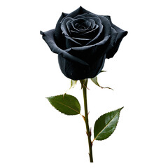 Black Rose isolated on transparent background