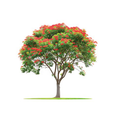Delonix Regia Tree on Transparent Background. Vector illustration