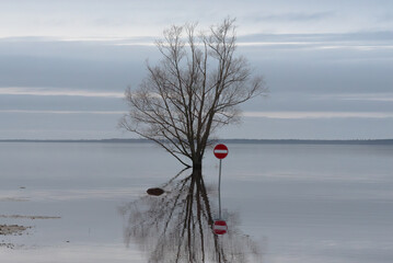 A solitary tree and a 